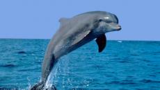 Дельфин яагаад мөрөөддөг вэ: сонгодог тайлбар