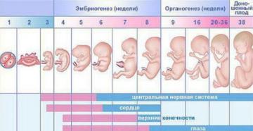 All trimesters of pregnancy by week, indicating the most dangerous periods How are trimesters during pregnancy divided by week