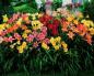 Daylilies - cuidados no outono e preparação para o inverno Iluminação e temperatura