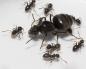 Remédios populares para combater formigas