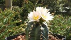 Starostlivosť o kaktusy doma