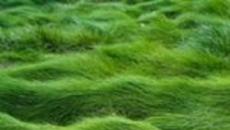 Γιατί ονειρεύεστε λαμπερό πράσινο γρασίδι;