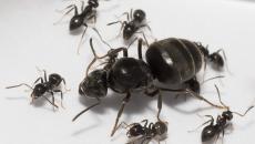 Remedios populares para combatir las hormigas.