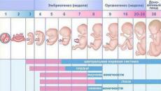 Alle trimestre af graviditeten efter uge, med angivelse af de farligste perioder Hvordan er trimestre under graviditeten opdelt efter uge